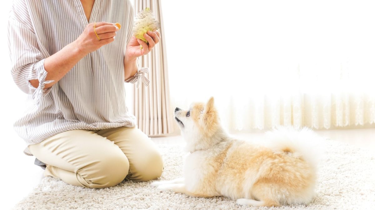 A dog lies calmly in front of kneeling owner. The owner has a clicker in one hand and treats in the other as if about to train the dog.